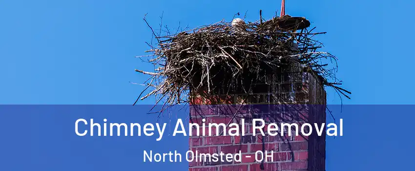  Chimney Animal Removal North Olmsted - OH