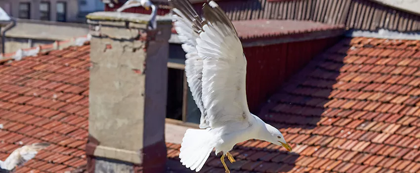 Residential Chimney Animal Removal Solution in North Olmsted, OH