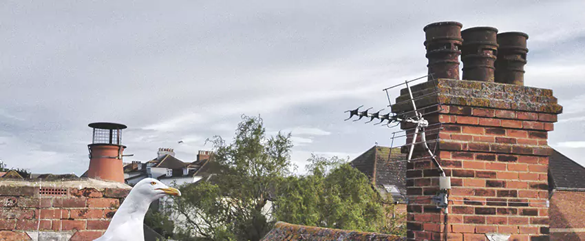 Chimney Cleaning And Restoration in North Olmsted, Ohio